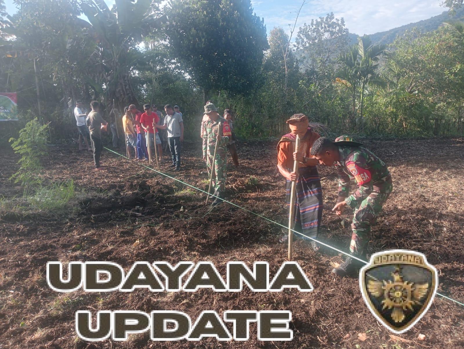 Kegiatan Komsos dan Ketahanan Pangan, Babinsa Hadiri Penanaman Jagung di Detusoko