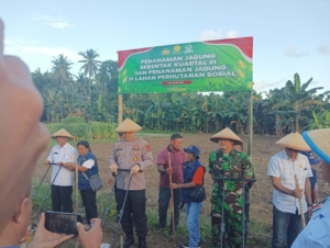 Dorong Swasembada Pangan, Jagung Ditanam Serentak di Lahan Perhutanan Sosial Kodim 1602/Ende Ikut Serta