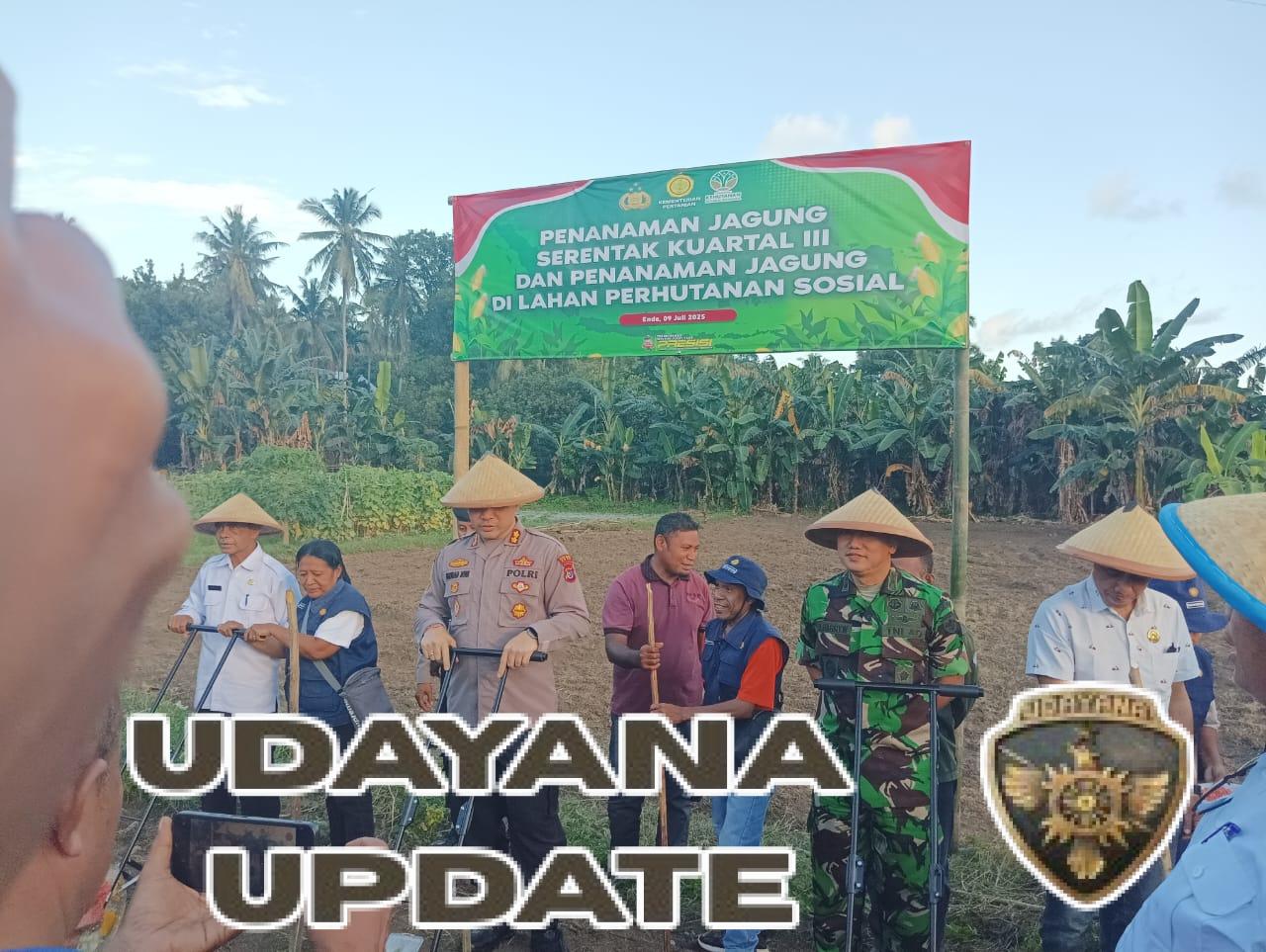 Dorong Swasembada Pangan, Jagung Ditanam Serentak di Lahan Perhutanan Sosial Kodim 1602/Ende Ikut Serta