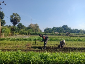 Peduli Ketahanan Pangan, Babinsa Kalabahi Cangkul Lahan Warga