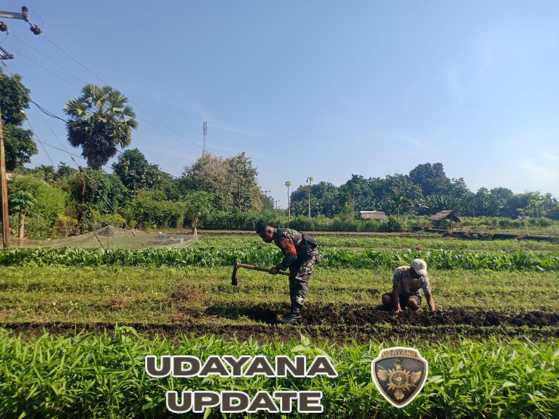 Peduli Ketahanan Pangan, Babinsa Kalabahi Cangkul Lahan Warga
