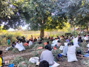 Wujud Kepedulian TNI, Babinsa Pantai Baru Turut Serta Panen Bawang Warga