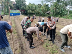 Optimalisasi Lahan Tidur, Danramil 01 Dukung Penanaman Jagung Serentak di Subak Jro Kuta