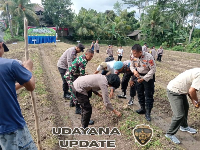 Optimalisasi Lahan Tidur, Danramil 01 Dukung Penanaman Jagung Serentak di Subak Jro Kuta