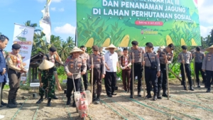 .Penanaman Jagung Serentak di Lotim, Wujud Komitmen Jaga Ketahanan Pangan