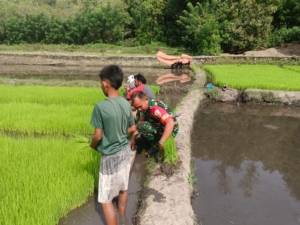 Dukung Ketahanan Pangan, Babinsa dan Petani Tanam Padi di Lahan 1,5 Hektare Desa Welamosa