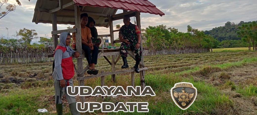 Babinsa Daha Edukasi Warga Pasca Panen untuk Tingkatkan Kesejahteraan Ekonomi