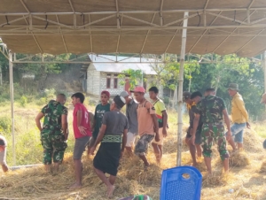 Dukung Ketahanan Pangan, Dandim 1613/Sumba Barat Turun Langsung ke Sawah