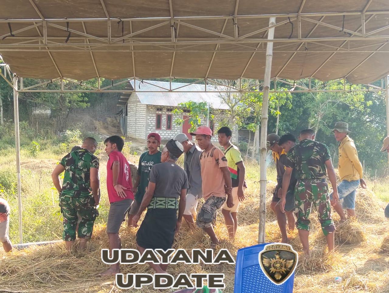 Dukung Ketahanan Pangan, Dandim 1613/Sumba Barat Turun Langsung ke Sawah