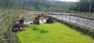 Babinsa dan Warga Desa Karita Bersatu Olah Sawah Demi Ketahanan Pangan