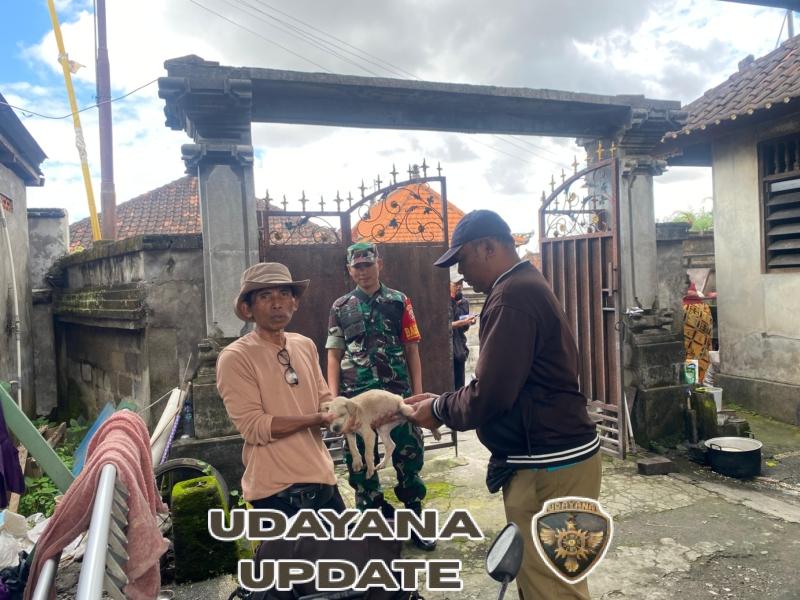 Cegah Rabies, Babinsa Koramil 1616-05/Sukawati Turun Langsung Awasi Vaksinasi Hewan