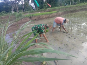 Selalu Hadir Dan Bermanfaat, Babinsa Getakan Tanam Padi Di Subak Delod Getakan