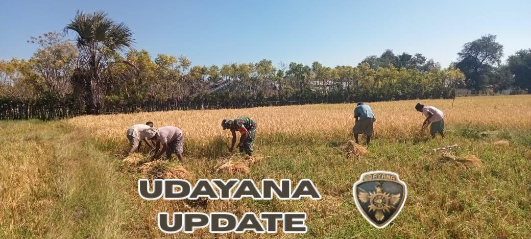 Senyum dan Keringat di Musim Panen, Babinsa Koramil 1618-03/Insut Hadir di Tengah Masyarakat.