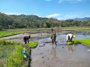 Babinsa Koramil 1602-04/Maurole Lakukan Komunikasi Sosial dan Pendampingan Tani