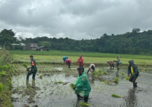 Membangun Ketahanan Pangan: Babinsa Koramil 1601-01/Lewa Bantu Warga Tanam Padi