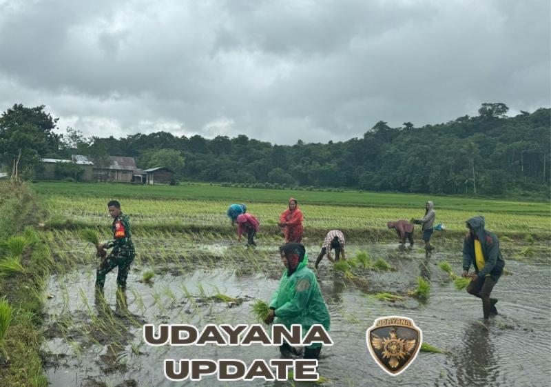 Membangun Ketahanan Pangan: Babinsa Koramil 1601-01/Lewa Bantu Warga Tanam Padi