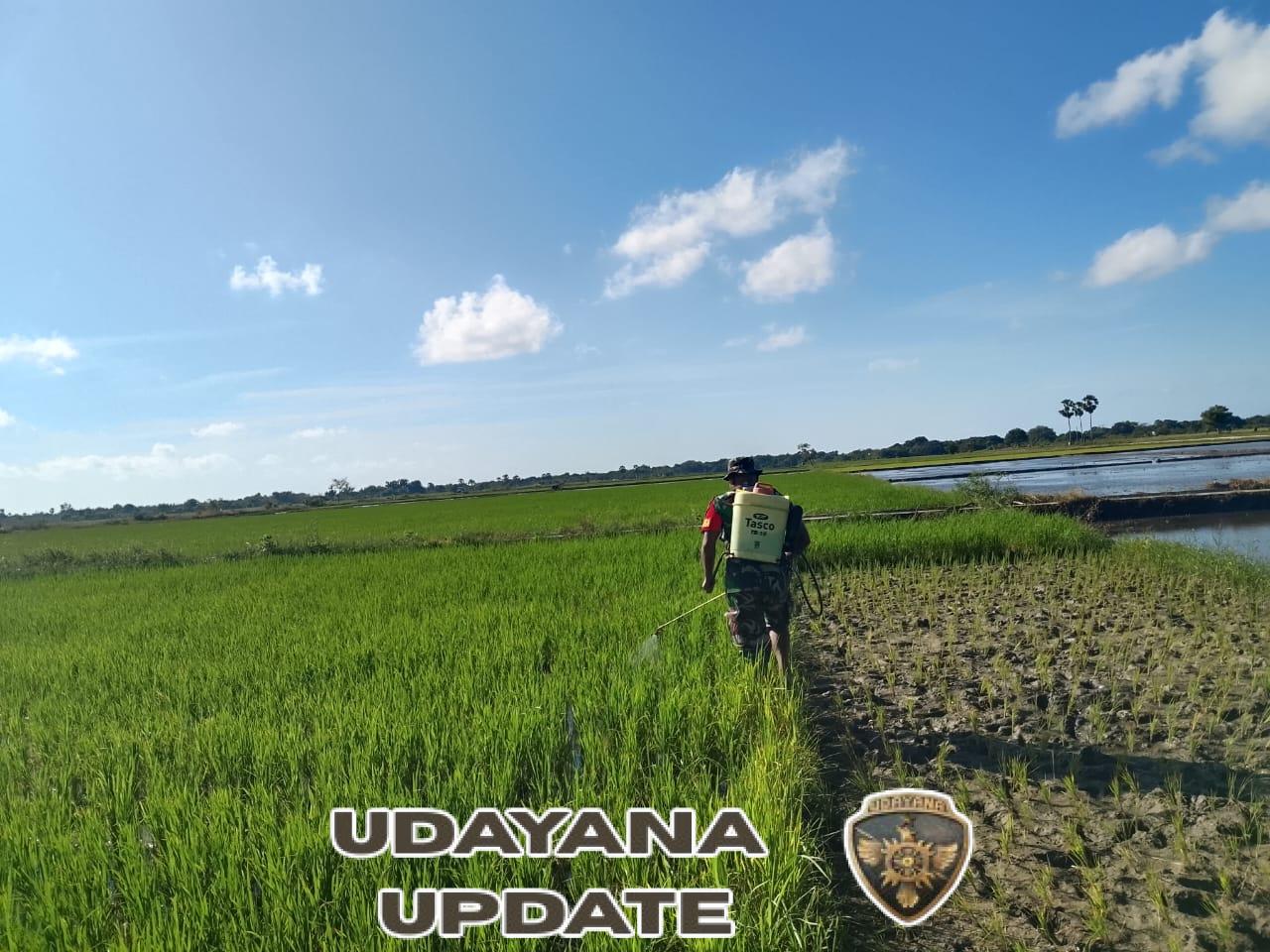 Antisipasi Hama, Babinsa Pahunga Lodu Bantu Petani Semprot Tanaman Padi