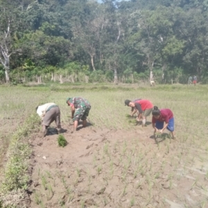 Wujud Nyata Kemanunggalan TNI dan Rakyat, Babinsa Tabundung Bantu Petani Tanam Padi