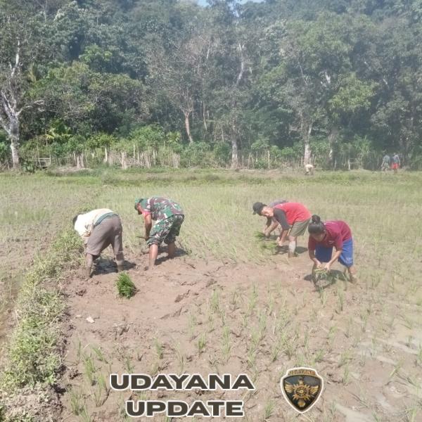 Wujud Nyata Kemanunggalan TNI dan Rakyat, Babinsa Tabundung Bantu Petani Tanam Padi