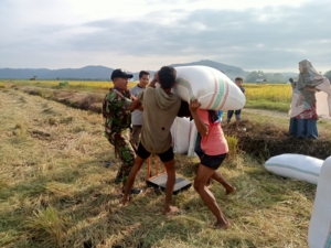 TNI Kawal Petani Bakajaya, Bulog Serap 8,9 Ton Gabah