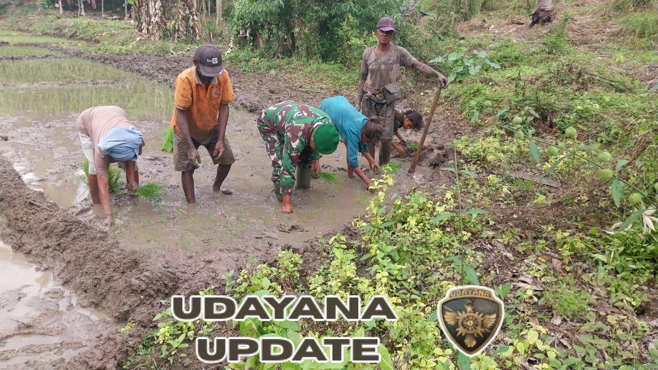 Turun ke Sawah, Babinsa Koramil 1618-02/Miobar Dampingi Petani Tingkatkan Semangat dan Pengetahuan