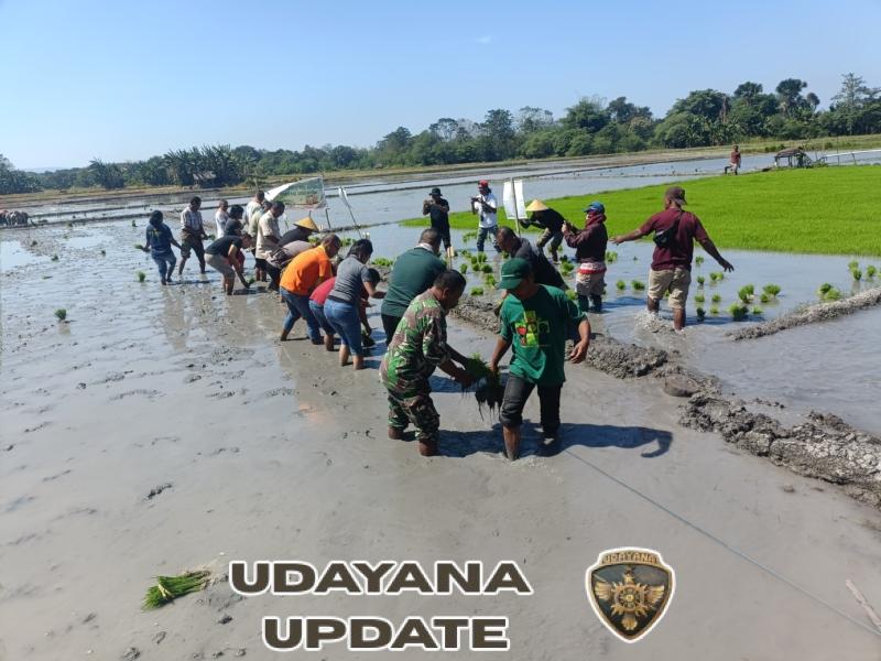 2. Kolaborasi TNI, Petani dan Pemerintah Dorong Ketahanan Pangan