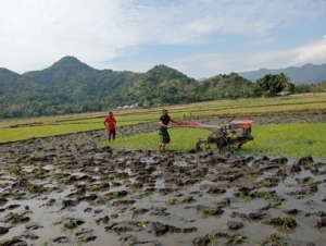 Sinergi TNI dan Masyarakat, Babinsa Maurole Gelar Pamwil dan Komsos Sambil Membajak Sawah