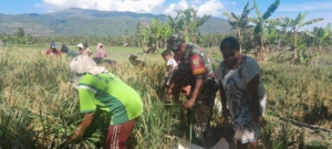 Wujud Nyata Pendampingan, Babinsa Pailelang Hadiri Panen Padi di Lahan Warga
