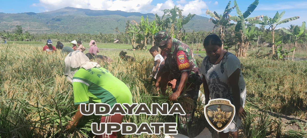 Wujud Nyata Pendampingan, Babinsa Pailelang Hadiri Panen Padi di Lahan Warga