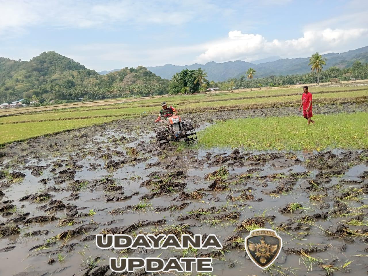 Dukung Ketahanan Pangan, Babinsa Koramil 1602-04 Turun ke Sawah Bersama Kelompok Tani