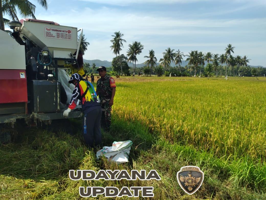 Babinsa Ajak Petani Panen Padi Bersama, Dukung Ketahanan Pangan di Tingkat Lokal