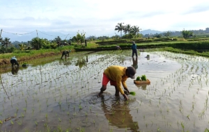 Penanaman Bibit Padi Inpari 32 Jumbo di Subak Bergiding, Koramil Petang Berkontribusi pada Ketahanan Pangan