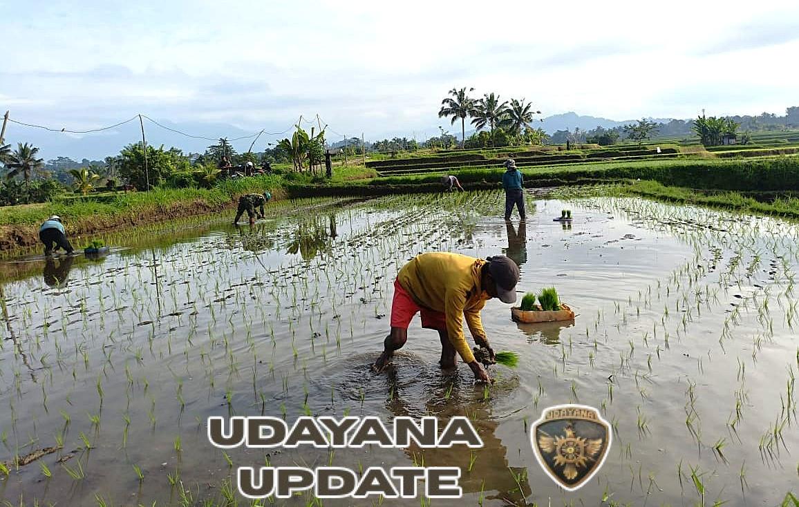 Penanaman Bibit Padi Inpari 32 Jumbo di Subak Bergiding, Koramil Petang Berkontribusi pada Ketahanan Pangan
