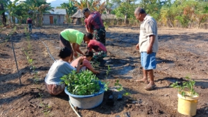 Wujud Kepedulian, Satgas Pos Damar Tanam Cabai Bersama Masyarakat di Wilayah Perbatasan