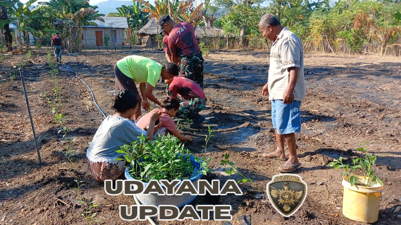 Wujud Kepedulian, Satgas Pos Damar Tanam Cabai Bersama Masyarakat di Wilayah Perbatasan