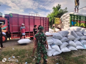 Sinergi Babinsa dan Bulog: Amankan Pembelian Gabah Petani di Desa Sondosia