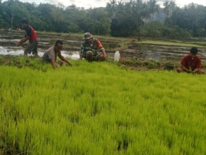 Tingkatkan Ketahanan Pangan, Babinsa Serka Dominggus Turun ke Sawah