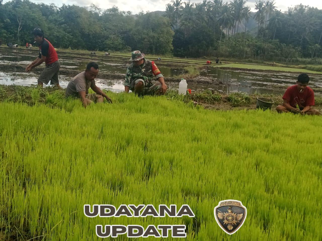 Tingkatkan Ketahanan Pangan, Babinsa Serka Dominggus Turun ke Sawah