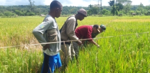 Babinsa Kodim 1621 TTS Terjun Langsung Dampingi Petani Cek Padi yang Siap Panen