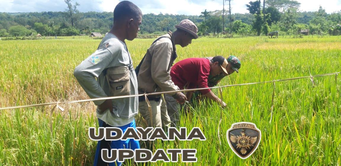 Babinsa Kodim 1621 TTS Terjun Langsung Dampingi Petani Cek Padi yang Siap Panen