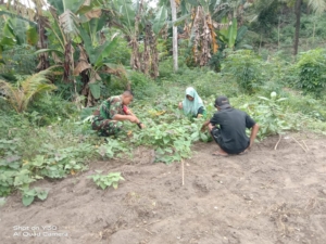 Babinsa Koramil 1602-01/Ende Bantu Petani Bersihkan Kebun Ubi Talas di Desa Ndorurea 1