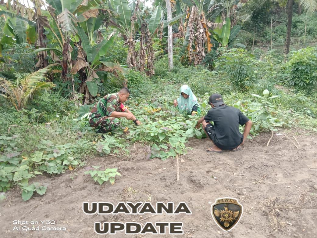Babinsa Koramil 1602-01/Ende Bantu Petani Bersihkan Kebun Ubi Talas di Desa Ndorurea 1