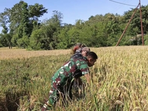 Babinsa Bantu Warga Panen Padi di Wanukaka