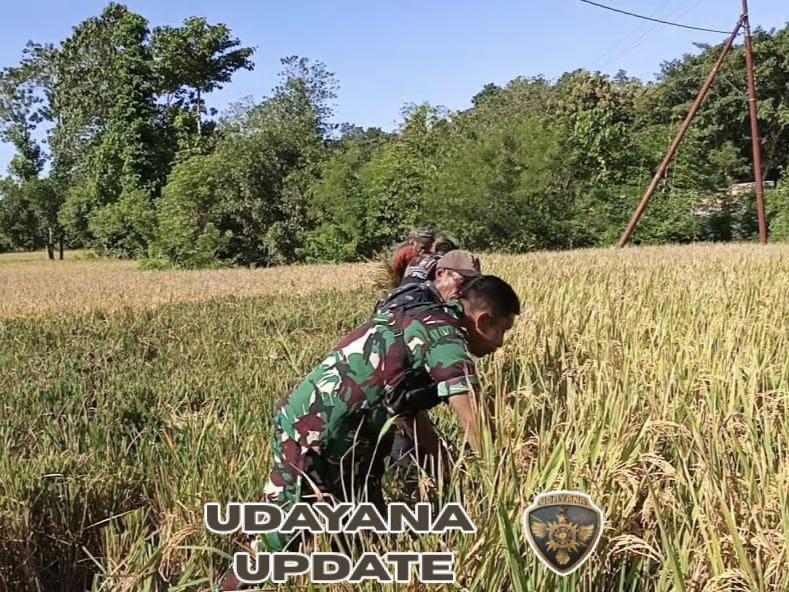 Babinsa Bantu Warga Panen Padi di Wanukaka