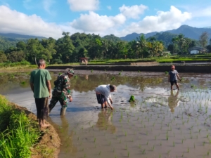 Babinsa Koramil 1602-02/Wolowaru Dampingi Petani Tanam Padi di Desa Jopu