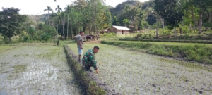 Babinsa Koramil 04/Tabundung Dampingi Petani Mengecek Tanaman Padi