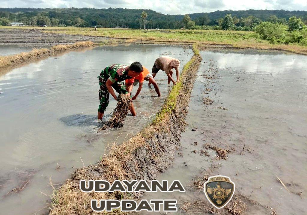 Bersama Petani, Babinsa Koramil 03/Pahunga Lodu Bantu Petani Buat Pematang Sawah