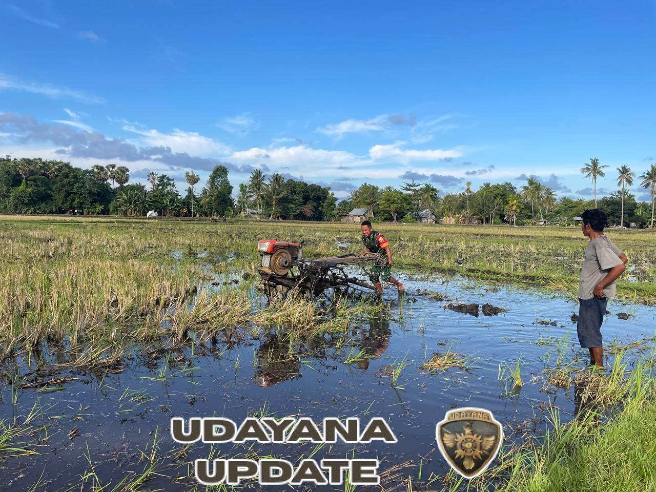 Babinsa Koramil 02/Rindi Umalulu Dampingi Petani Bajak Sawah di Desa Lailanjang