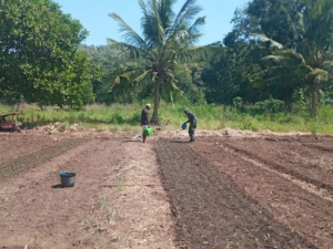 Dukung Ketahanan Pangan, Babinsa Maritaing Aktif Bantu Petani Siram Sayur
