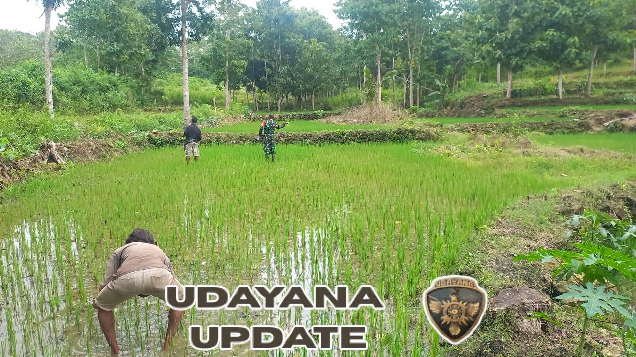 Serka Frengki Moni Babinsa Loli Dampingi Petani dalam Proses Pemupukan untuk Meningkatkan Hasil Pertanian